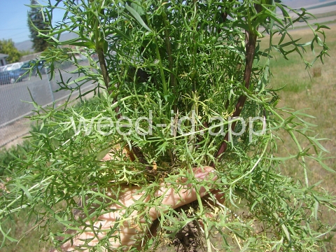 pepperweed, clasping